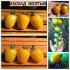 КАСКАД ЖЕЛТЫЙ - ранний желтый черри
