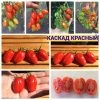 КАСКАД КРАСНЫЙ (CASCADЕ RED) - ранний красный черри, 10 семян КАСКАД КРАСНЫЙ - ранний красный черри