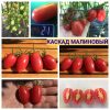 КАСКАД МАЛИНОВЫЙ - ранний розовый томат черри