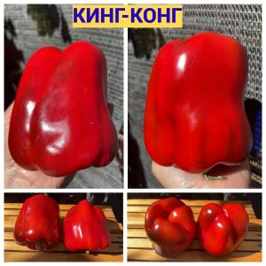 КИНГ-КОНГ СЛАДКИЙ (KING KONG SWEET) - красный перец, куб