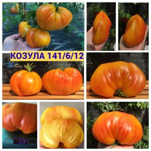 КОЗУЛА-141/6/12 (KOZULA-141/6/12), Польша. История появления серии томатов с названием КОЗУЛА