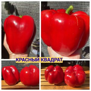 КРАСНЫЙ КВАДРАТ (RED SQUARE) - красный перец-куб