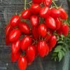 КАСКАД КРАСНЫЙ (CASCADЕ RED) - ранний красный черри, 10 семян 6038 КАСКАД КРАСНЫЙ - ранний красный черри 6038