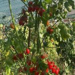 ТОМАТЫ ГНОМЫ КУПИТЬ в ГРАФ СЕМЕНА