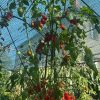 КАСКАД КРАСНЫЙ (CASCADЕ RED) - ранний красный черри, 10 семян 6517 КАСКАД КРАСНЫЙ - ранний красный черри 6517