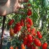 КАСКАД КРАСНЫЙ (CASCADЕ RED) - ранний красный черри, 10 семян 6518 КАСКАД КРАСНЫЙ - ранний красный черри 6518
