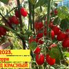 КАСКАД КРАСНЫЙ (CASCADЕ RED) - ранний красный черри, 10 семян 6519 КАСКАД КРАСНЫЙ - ранний красный черри 6519