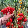 КАСКАД КРАСНЫЙ (CASCADЕ RED) - ранний красный черри, 10 семян 6040 КАСКАД КРАСНЫЙ - ранний красный черри 6040