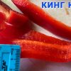 КИНГ-КОНГ СЛАДКИЙ (KING KONG SWEET) - красный перец, куб, 10 семян 6103 КИНГ-КОНГ СЛАДКИЙ (KING KONG SWEET) - красный перец, куб 6103
