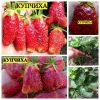 Клубника Купчиха сорт клубники
