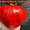 КРАСНОЕ СЕРДЦЕ ТАНТИ ИВАНКА - гигантское красное сердце томат 6242