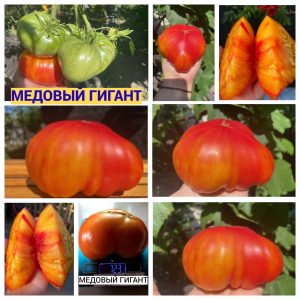 МЕДОВЫЙ ГИГАНТ