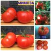 МИМОЗА (MIMOSA) Очень ранний красный округло-приплюснутый томат. Кусты крепкие, листья крепкие.