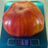 МЕДОВЫЙ ГИГАНТ (HONEY-GIANT) - гигантский оранжевый биколор, 10 семян 6539 МЕДОВЫЙ ГИГАНТ 6539