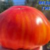 МЕДОВЫЙ ГИГАНТ (HONEY-GIANT) - гигантский оранжевый биколор, 10 семян 6542 МЕДОВЫЙ ГИГАНТ 6542