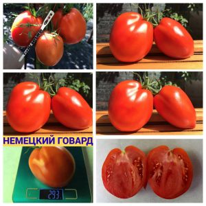 НЕМЕЦКИЙ ГОВАРД - продуктивный сорт среднего срока созревания