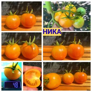 НИКА (NIKA) - желто-розовый округлый биколор