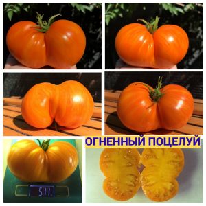 ОГНЕННЫЙ ПОЦЕЛУЙ - крупный томат в виде сердца