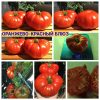 ОРАНЖЕВО-КРАСНЫЙ БЛЮЗ (ORANGE-RED BLUES) - красный бифштекс, антоциан, 10 семян ОРАНЖЕВО-КРАСНЫЙ БЛЮЗ