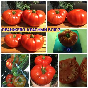 ОРАНЖЕВО-КРАСНЫЙ БЛЮЗ