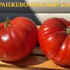 ОРАНЖЕВО-КРАСНЫЙ БЛЮЗ (ORANGE-RED BLUES) - красный бифштекс, антоциан, 10 семян 5719 ОРАНЖЕВО-КРАСНЫЙ БЛЮЗ 5719
