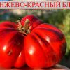 ОРАНЖЕВО-КРАСНЫЙ БЛЮЗ (ORANGE-RED BLUES) - красный бифштекс, антоциан, 10 семян 6321 ОРАНЖЕВО-КРАСНЫЙ БЛЮЗ 6321