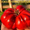 ОРАНЖЕВО-КРАСНЫЙ БЛЮЗ (ORANGE-RED BLUES) - красный бифштекс, антоциан, 10 семян 6322 ОРАНЖЕВО-КРАСНЫЙ БЛЮЗ 6322