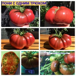 ПОНИ С ОДНИМ ТРЮКОМ - пурпурный бифштекс