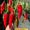 ПОРТЕКА F2 (PORTECA F2) - красный перец, капия 6797