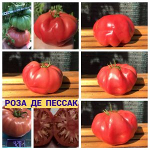 РОЗА ДЕ ПЕССАК - малиновый крупный бифштекс