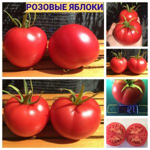 РОЗОВЫЕ ЯБЛОКИ - ранний розовый томат