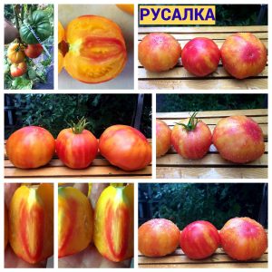 РУСАЛКА (NĀRINA) - желто-розовый биколор
