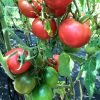 РОЗОВЫЕ ЯБЛОКИ (ROSE APPLES) - ранний розовый томат, 10 семян 5896 РОЗОВЫЕ ЯБЛОКИ - ранний розовый томат 5896