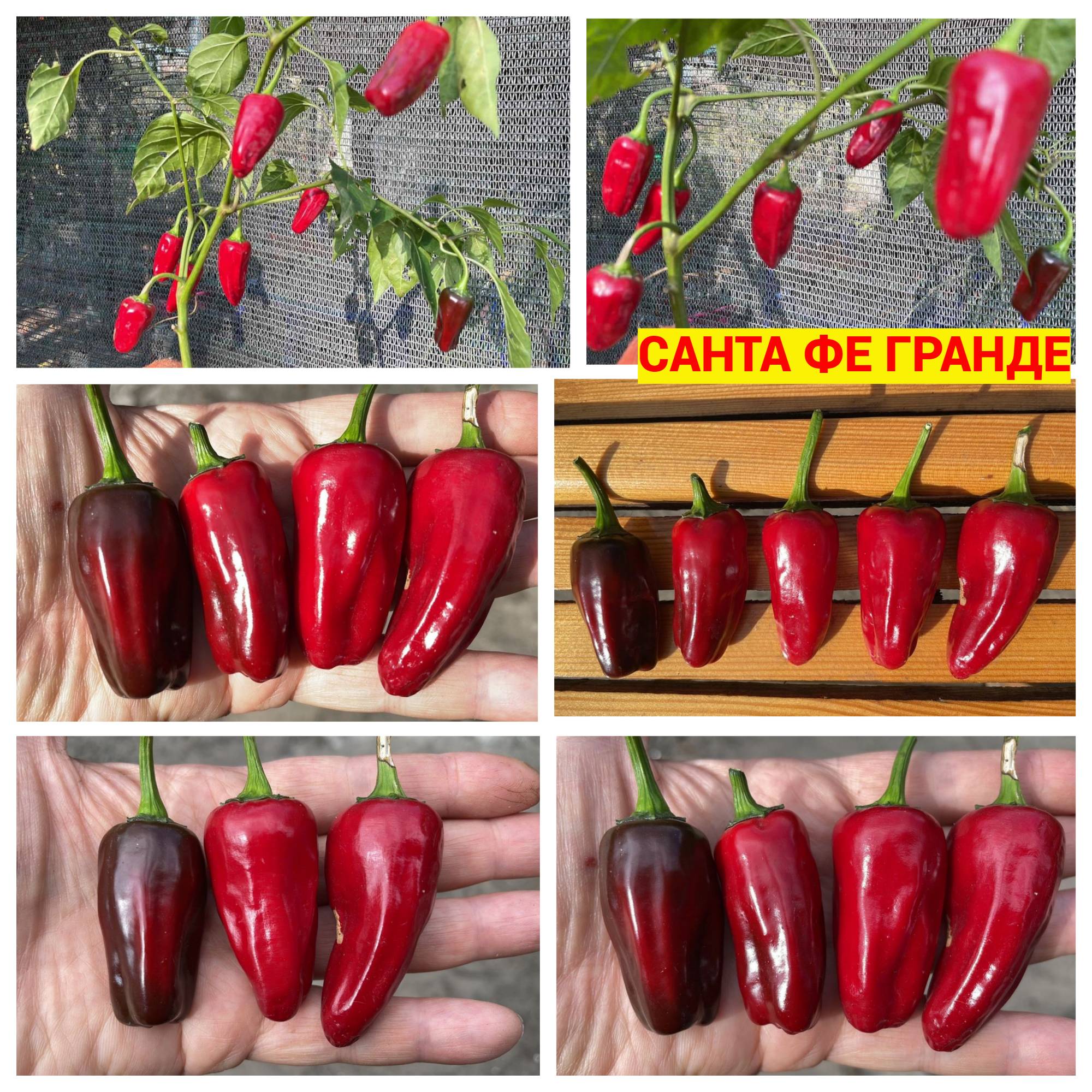 САНТА ФЕ ГРАНДЕ (SANTA FE GRANDE) - красный перец, острый