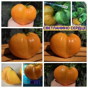СВЕТЛАНИНО СЕРДЦЕ (SVETLANINA'S HEART) - среднеспелый сорт