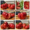 СЕРДЦЕ РОЗОВОЕ ПОЛОСАТОЕ ПЕССАКА (COEUR ROSE STRIE DE PESSAC) - утонченное сердце, 10 семян СЕРДЦЕ РОЗОВОЕ ПОЛОСАТОЕ ПЕССАКА