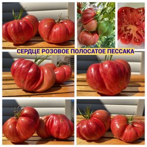 СЕРДЦЕ РОЗОВОЕ ПОЛОСАТОЕ ПЕССАКА