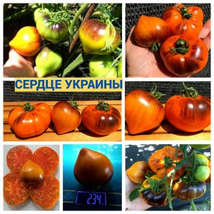 СЕРДЦЕ УКРАИНЫ (HEART OF UKRAINE) - ранний томат с антоцианом