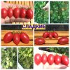 СЛАДКИЕ (SLADKIYЕ, SUGARY). Потрясающе вкусный, сверхранний сорт черри! САМІ СОЛОДКІ СОРТИ ПОМІДОРІВ