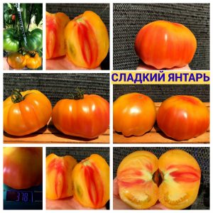 СЛАДКИЙ ЯНТАРЬ (SWEET AMBER) - среднеспелый крупный биколо