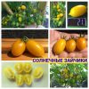 СОЛНЕЧНЫЕ ЗАЙЧИКИ (SUNNY BUNNS), Украина. Замечательный ранний солнечный сорт черри с огромными многоцветковыми мульти-кистями