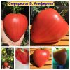 СЮРПРИЗ ОТ АЛИФИРОВА - сорт томатов