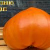 СВЕТЛАНИНО СЕРДЦЕ (SVETLANINA'S HEART) - медово-желтое сердце, 5 семян 6235 СВЕТЛАНИНО СЕРДЦЕ (SVETLANINA'S HEART) - среднеспелый сорт 6235