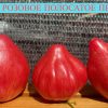 СЕРДЦЕ РОЗОВОЕ ПОЛОСАТОЕ ПЕССАКА (COEUR ROSE STRIE DE PESSAC) - утонченное сердце, 10 семян 6148 СЕРДЦЕ РОЗОВОЕ ПОЛОСАТОЕ ПЕССАКА 6148