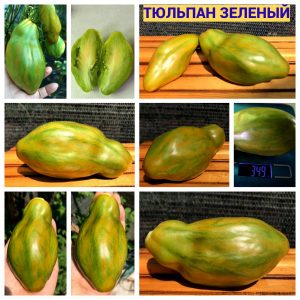ТЮЛЬПАН ЗЕЛЕНЫЙ (TULIP GREEN). Среднеспелый экзотический сорт