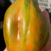 ТЮЛЬПАН ЗЕЛЕНЫЙ (TULIP GREEN) - крупная зеленая сливка-биколор, 5 семян 6662 ТЮЛЬПАН ЗЕЛЕНЫЙ (TULIP GREEN). Среднеспелый экзотический сорт 6662