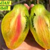 ТЮЛЬПАН ЗЕЛЕНЫЙ (TULIP GREEN) - крупная зеленая сливка-биколор, 5 семян 6665 ТЮЛЬПАН ЗЕЛЕНЫЙ (TULIP GREEN). Среднеспелый экзотический сорт 6665