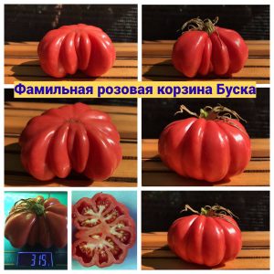 ФАМИЛЬНАЯ РОЗОВАЯ КОРЗИНА БУСКА - сорт томатов