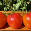 ФОНАРИК (TORCH, FONARIK) - золотисто-розовый округлый биколор, 10 семян 6220 ФОНАРИК 6220