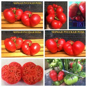 Сорт томатов ЧЕРНАЯ РУССКАЯ РОЗА